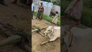#badel Rani wife of Rakesh master third wife #trending#funny#ytshorts #ytviralshorts #entertainment