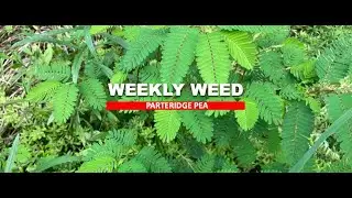 Weekly Weed: Partridge Pea