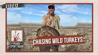 Chasing Wild Turkeys | Prairie Sportsman (S13:E13)