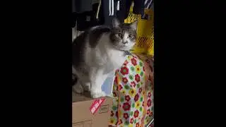 【猫様動画】先住猫の威厳