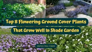 Top 8 Flowering Ground Cover Plants That Grow Well In Shade Garden 🌷🌳👍