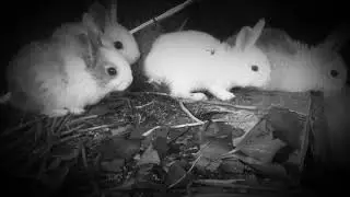 Watch How the rabbit gives up your love / New HD