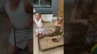 Dad catches girls playing with a guinea pig  #shorts