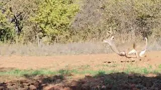 2025 Live Hunt - 9pt blows up decoy