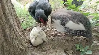 Escape the Ordinary: A Day in the Life of Sulehria Dairy's Peacock 🦚