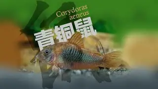 Corydoras aeneus，CW78，青铜鼠，咖啡鼠