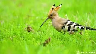 Abubilla 4k - Hoopoe 4K