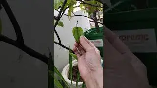 Green unripe starfruits of my beautiful house.🤗❣️😋🤤😊🙂🧿