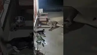 🐆🐱Cat Fights Off Leopard to Protect Kittens 😱 | Real Security Camera Footage #Shorts #animals #cat
