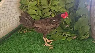 Pollos al marcaje de la traba Martinza Angel Martinez D1sp0n1bles inf. 8097818747