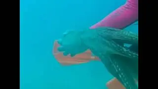 Scuba Heroes Video of Underwater Octopus Encounter