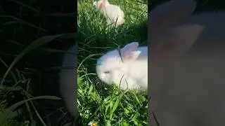 Cute bunny with blue eyes 😍 #shorts #rabbit #pets #cute #animals #love #beautiful #foryou