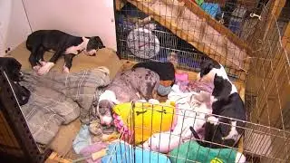 Poohs late pm to 1210am 5202018 Rabbit Roo Honey Winnie k10 Kanga Eeyore Mac Piglet Bear k9