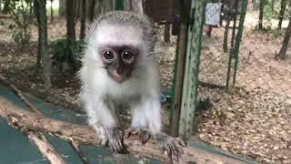 Meet the VMF Monkeys!