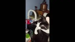 🐈Cute Cat Video {Black & White Cat} Laid-Back Cat @therealcyberwolfman #shorts #short