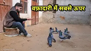 वफ़ादारी मैं सबसे ऊपर कबूतर | Wafadaari Main Sabse Upar Kabootar | Jaipur Tonk Pigeons