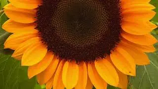 PhotoTheme YellowFlowers