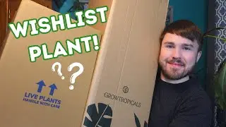 Black Friday Plant Haul with Mystery Rare Plant Box & Wishlist Plant!