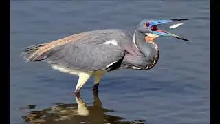 tricolored heron sound   call