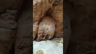 Elephant shape Rock