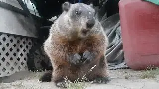 Nibbles Enjoying A Big Handful Of Yummy Peanuts 🥜🐾 #groundhog #baby #cute #adorable #asmr #nibbles 