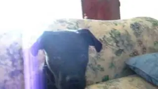 Pugador Alarm Clock