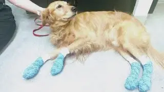 How to protect your dog's paws in the heat