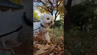 The most satisfying autumn leaf crunch. #ddanddan #autumn #fall #asmr #leafcrunch #satisfying
