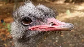 The Ostrich: Big Bird, Big Lesson About Suffering