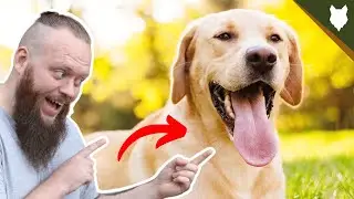 BEST PRODUCTS FOR YOUR LABRADOR