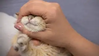 Cute & Funny Cats 😻 | Best Cat Moments 