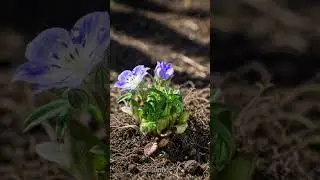 Timelapse Purple Scabiosa Bloom ✨ | 4K Ultra HD
