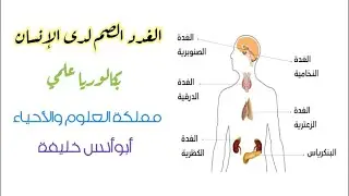 الغدد الصم لدى الإنسان بكالوريا علمي