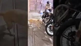 🥱🧿🥰❤️#funny pets #memes #cute #animals #viralvideo #retreiver #adorabledog #funny #cutedog