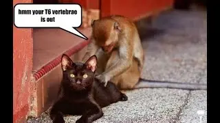 Funny Monkey Annoying Cat