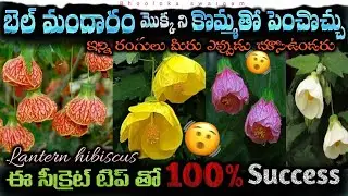 Bell Hibiscus 🌺 Cutting tho Propagation🌿 &ndash; 100% Success 🔥Secret Tips in Telugu! Mandaram mokka easy