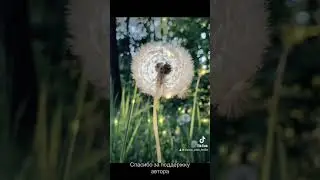 Белая ромашка