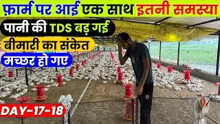 Day 17-18 Ec Poultry Farm Routine,10000 Chiks को खाने लगे मच्छर,Batch में पानी बदला कैसे 