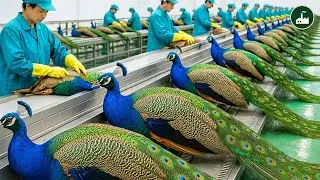 The Rise of Peacock Farming   From Rural Farms to High Tech Production Lines