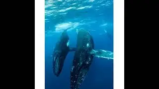 Hump Back Whales in Australia 🇦🇺 | Wild Adventure Awaits&rdquo;  #australia#wildlife #nature