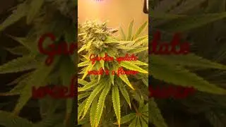 garden update week 9 of flower