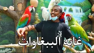 اجمل مكان لكل مربي ببغاوات.😍❤️