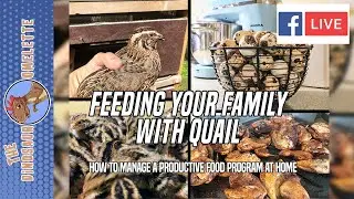 How To Feed your family with QUAIL