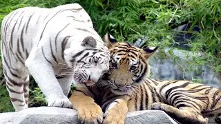 Tiger and Black Jaguar and White tiger cam. Zoo Live camera. Tiger. Animal cameras live stream.