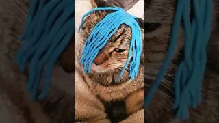 my little rockstar cat🤘🎸🐱 #cat #rockstar #catvideos