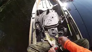 Massive Top-Water Fall Bite