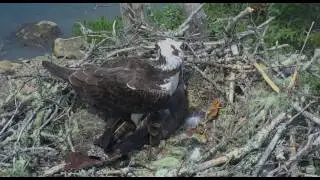 A good, soft landing pad! Hog Island Ospreys. 29 May 2016