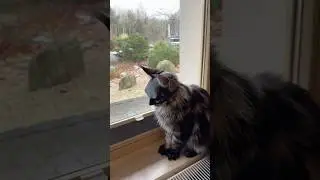 THE BATCAT 🦇🐈&zwj;⬛