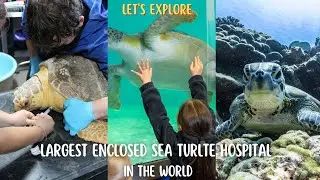 Let's explore the Largest Enclosed Sea Turtle Hospital in the World | Sea Turtle, Inc | SPI, TX