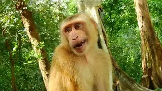 Abandoned Monkey Rolex So Gentle And Funny, Good Friend Baby Monkey Sok
